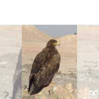 گونه عقاب صحرایی Aquila nipalensis